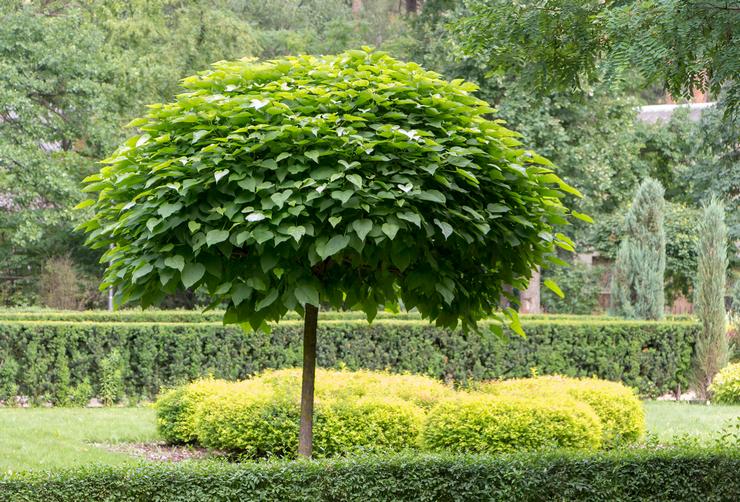 Catalpa: plantering och vård i det öppna fältet, växer i trädgården