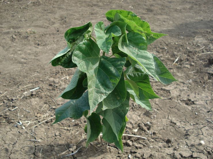 Plantering av catalpa i öppen mark