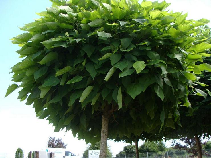 Catalpa vård i trädgården