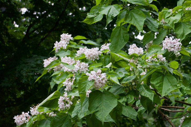 Typer och sorter av catalpa