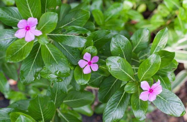 Menanam kataranthus di kebun