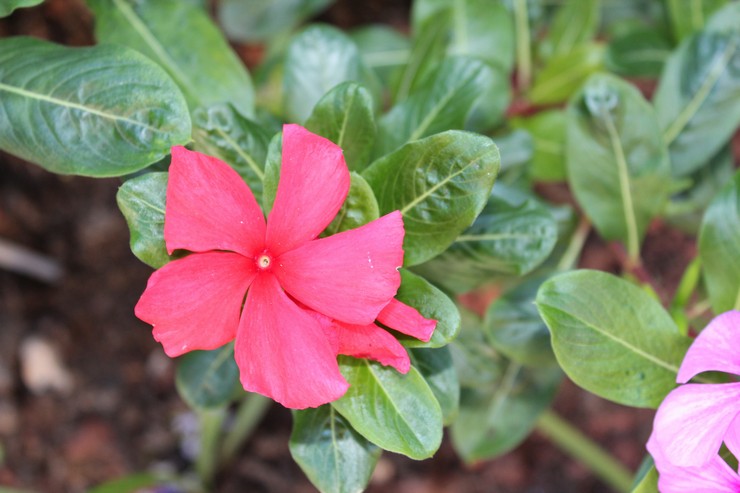 Merawat kataranthus di rumah