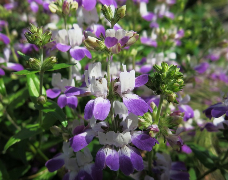 Collinsia blommar