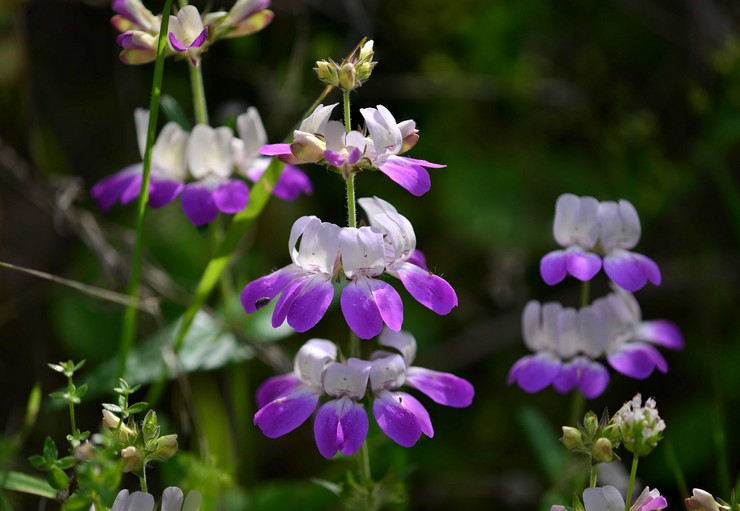 Collinsia: menanam dan merawat di ladang terbuka, tumbuh dari biji