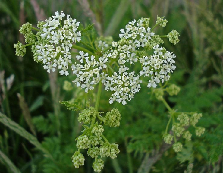 Hemlock: nytta och skada