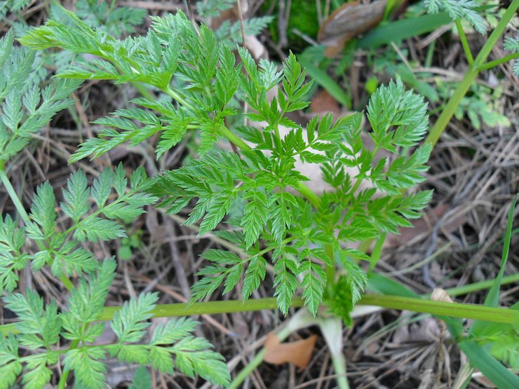 Tumbuh hemlock dari biji