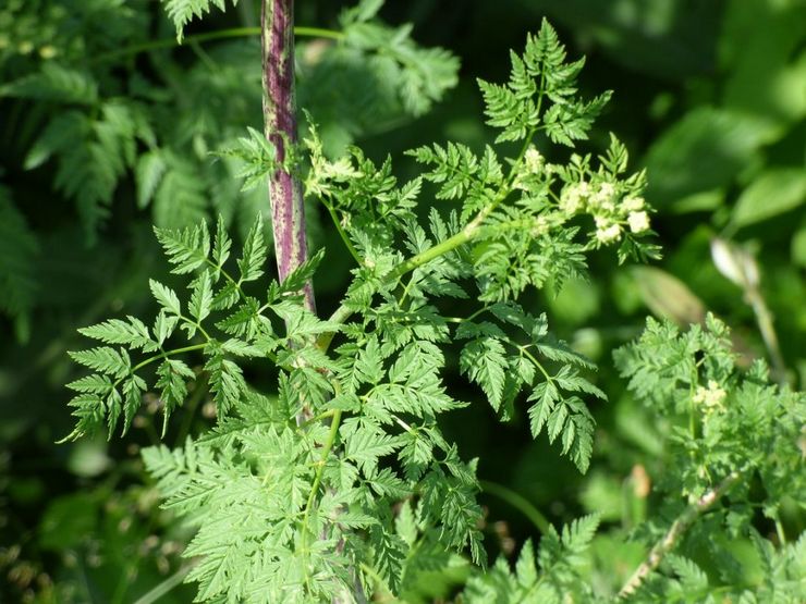 Samla och lagra hemlock