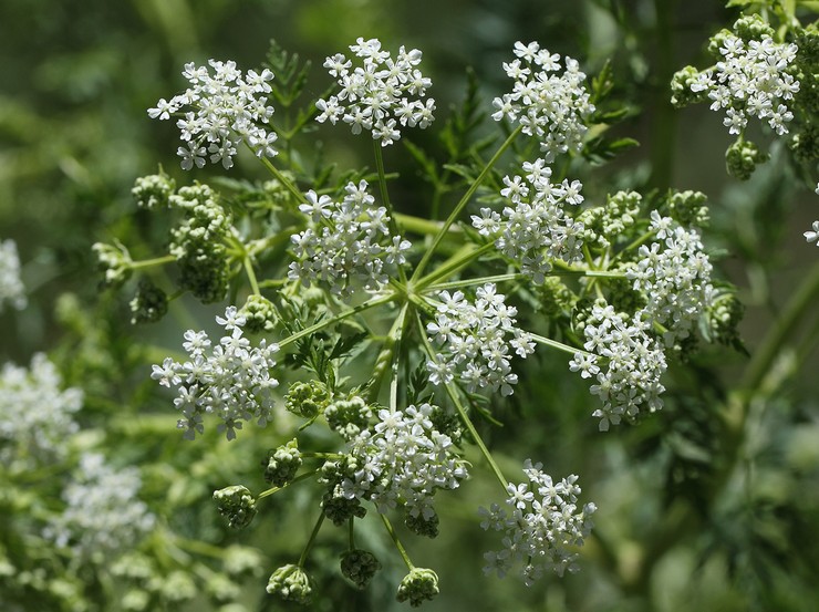 Hemlock ört: växer från frön, medicinska egenskaper och kontraindikationer