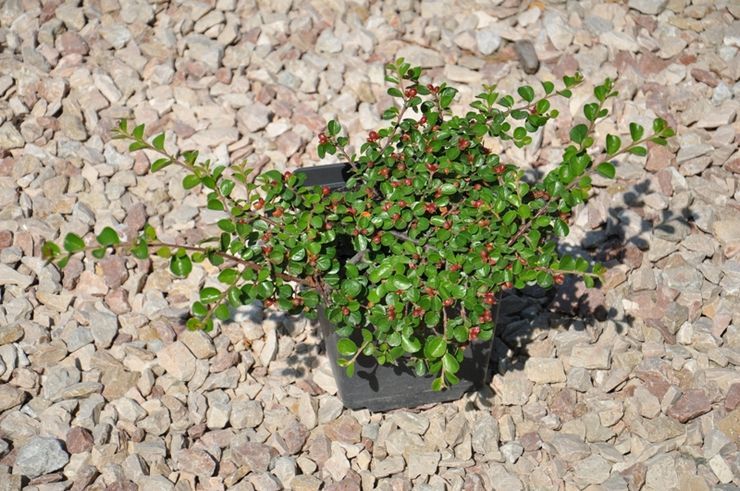 Plantering av en cotoneaster i öppen mark