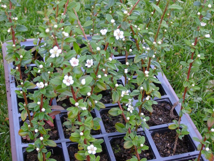 Pembiakan cotoneaster