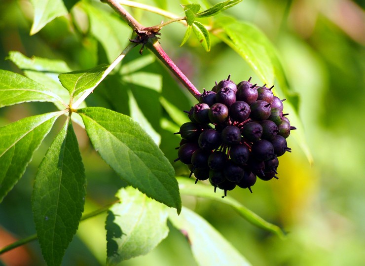 Eleutherococcus: plantering och vård i det öppna fältet, medicinska egenskaper och kontraindikationer