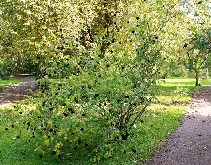 Skötsel av Eleutherococcus i trädgården