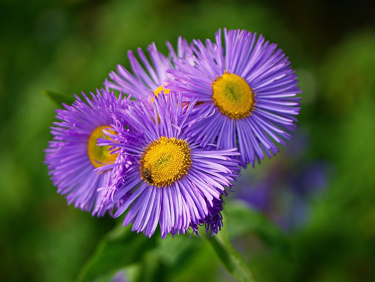 Erigeron (kecil-kelopak): menanam dan merawat di ladang terbuka, foto dan pemandangan