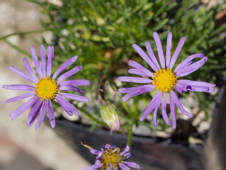 Tumbuh erigeron dari biji