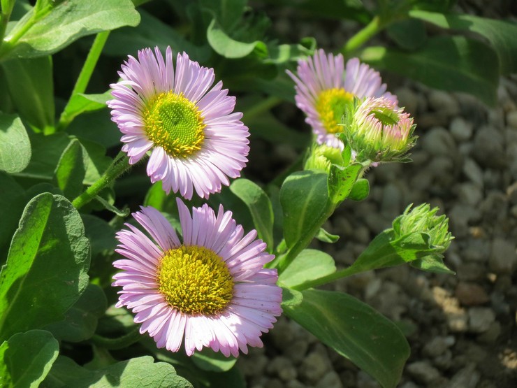 Sköter om Erigeron i trädgården