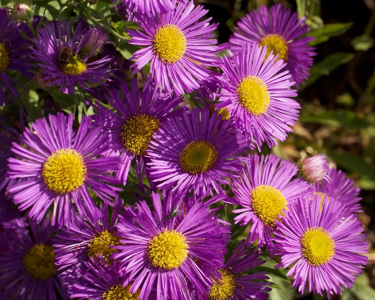 Typer och sorter av erigeron