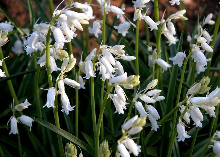 Galtonia: plantering och vård i det öppna fältet, växer i trädgården