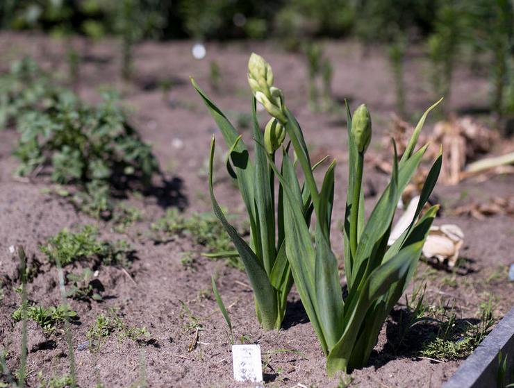 Galtonia vård i trädgården