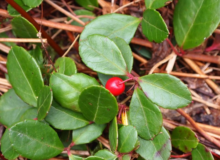 Menjaga kebun di kebun