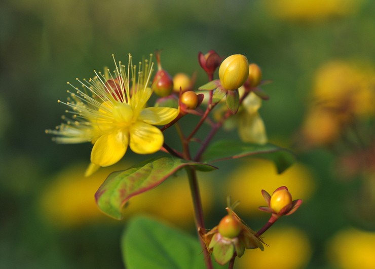 St John's wort: penanaman dan penjagaan di ladang terbuka, sifat perubatan dan kontraindikasi