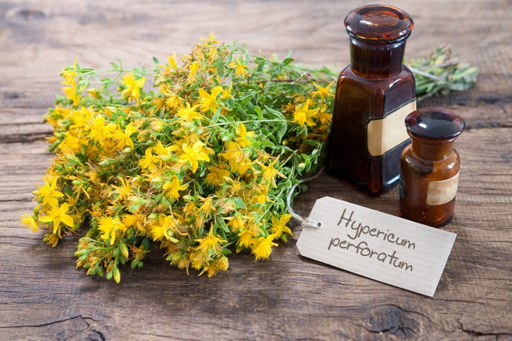 Sifat berguna dari St. John's wort