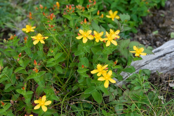 Jenis dan jenis St. John's wort