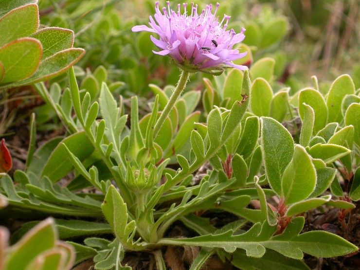 Plantering av barkaren i öppen mark