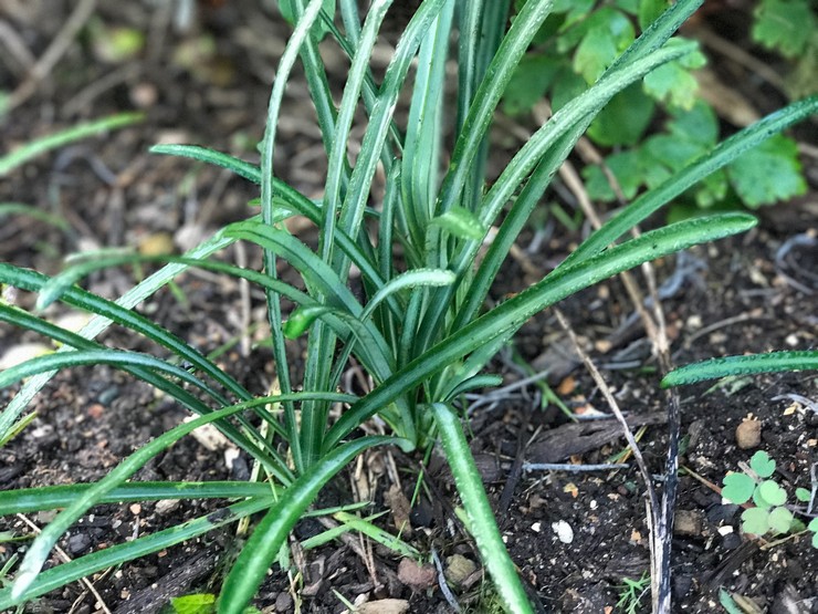 Menanam lycoris di tanah terbuka