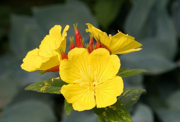 Primrose petang (primrose): menanam dan merawat di ladang terbuka, tumbuh dari biji