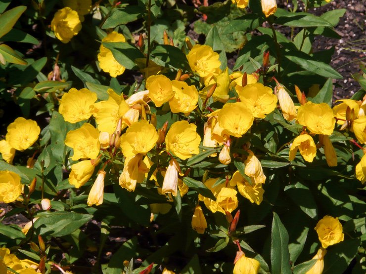 Penjagaan primrose petang di kebun