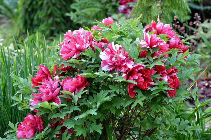 Peonies pokok: menanam dan merawat di ladang terbuka, tumbuh di kebun