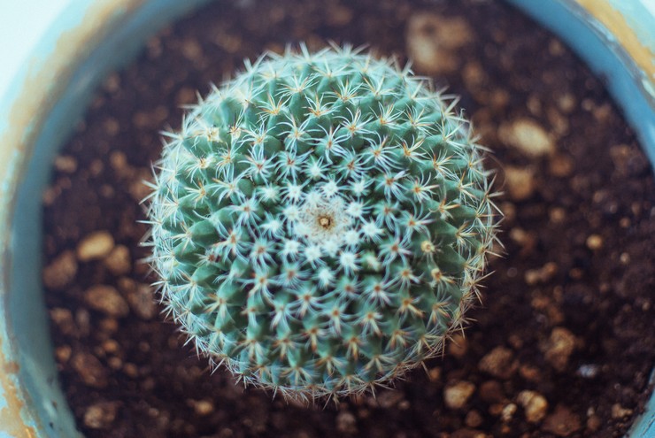 Marken för plantering av rebutia ska vara väl vattengenomsläpplig och lätt