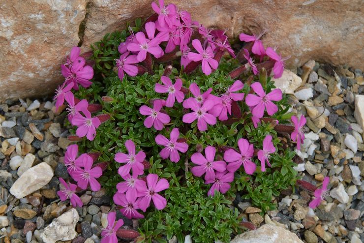 Saponaria (saponaria): plantering och vård i det öppna fältet, växer från frön