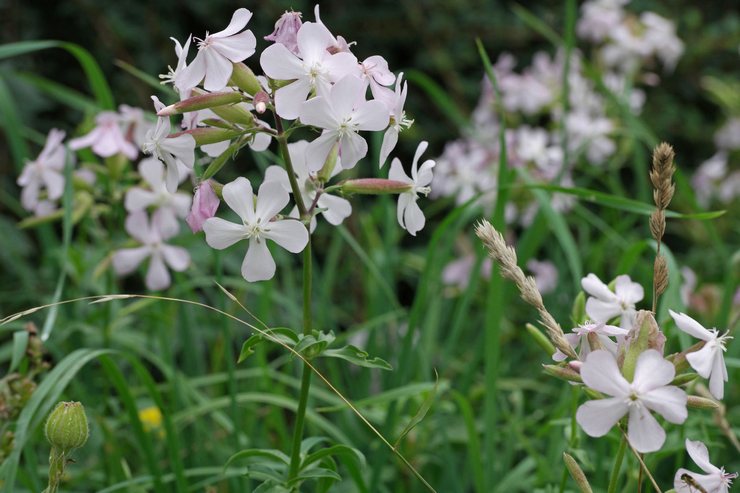 Typer och sorter av soapwort