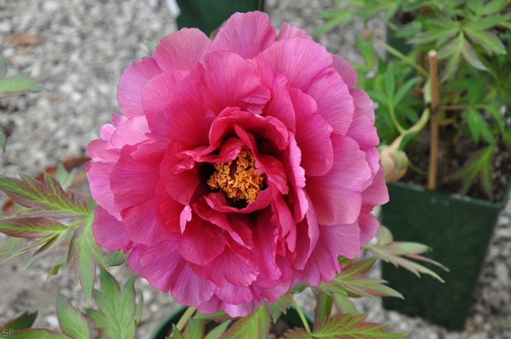 Pembiakan peony pokok