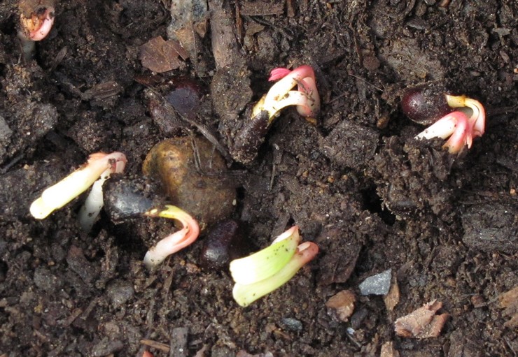 Menanam peony pokok dari biji