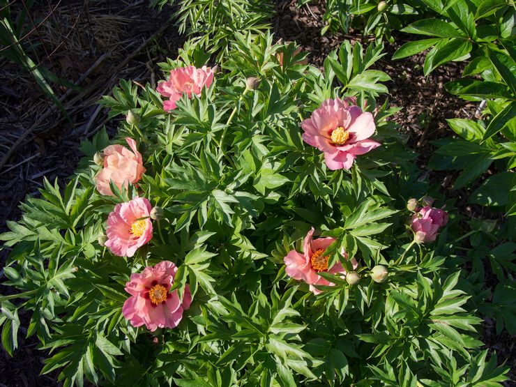 Pemangkasan peony dilakukan pada musim bunga, sebelum bermulanya musim tanam.