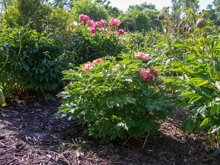 Penjagaan peony pokok