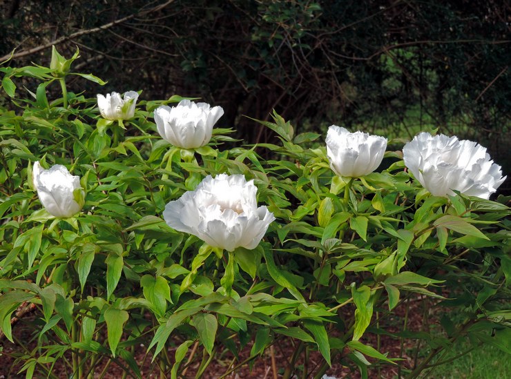 Jenis dan jenis peonies pokok