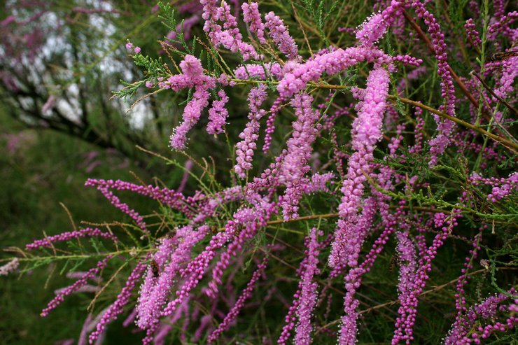 Tamarix: plantering och vård i det öppna fältet, odling, foton och arter