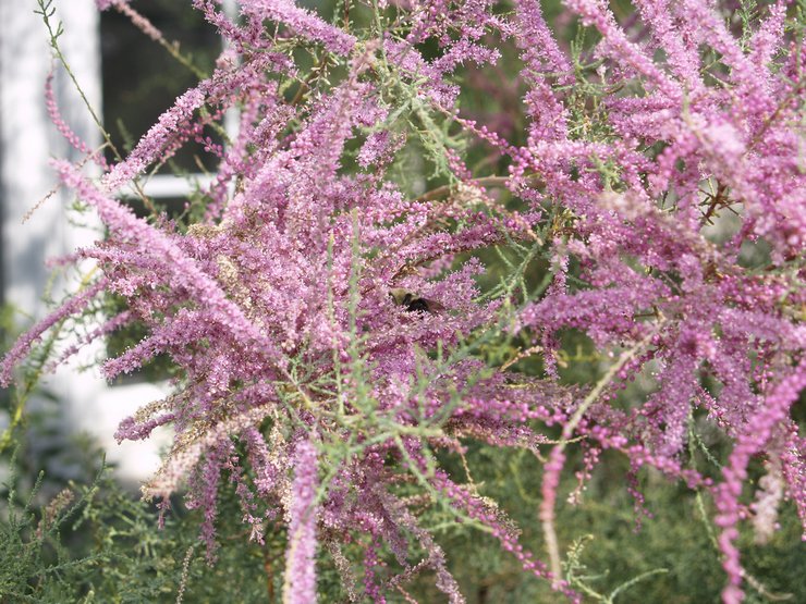 Plantering av tamarix i öppen mark