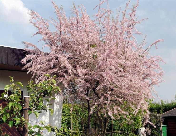 Ta hand om tamarisk i trädgården