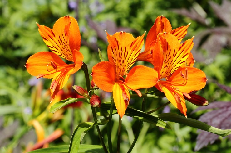 Alstroemeria: plantering och vård i det öppna fältet, växer från frön, foton och arter