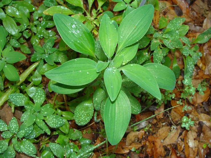 Plantering av alstroemeria i öppen mark