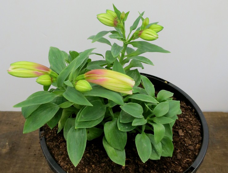 Reproduktion av alstroemeria