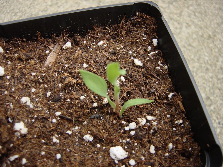 Tumbuh alstroemeria dari biji