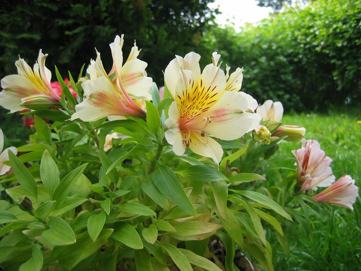 Alstroemeria vård i trädgården