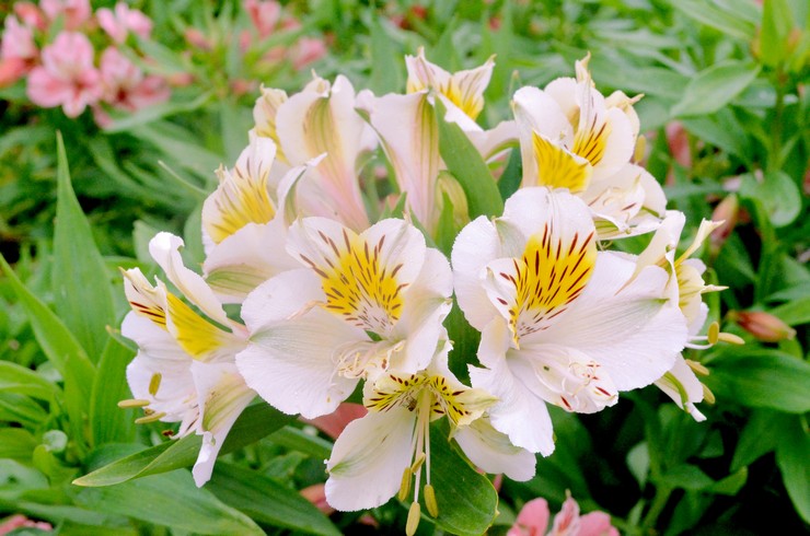 Jenis dan jenis alstroemeria