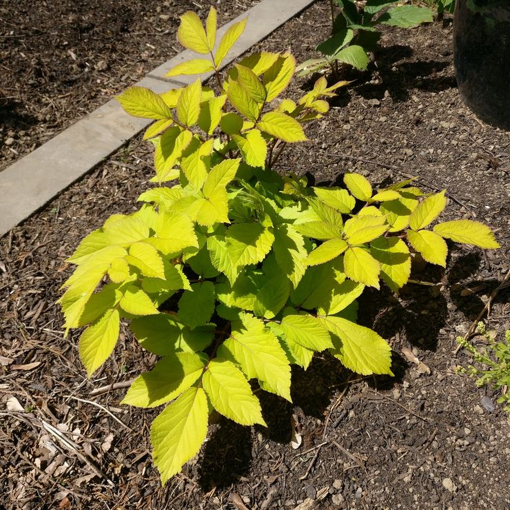 Plantera aralia i öppen mark