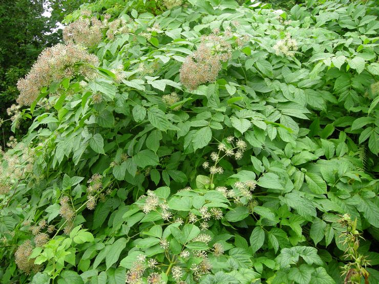 Användbara egenskaper hos aralia